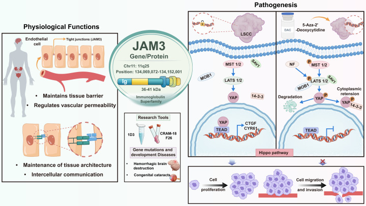 JAM3 function and regulation
