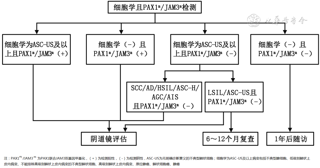 Methylation with cytology management flowchart